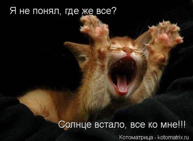 Новые котоматрицы за неделю