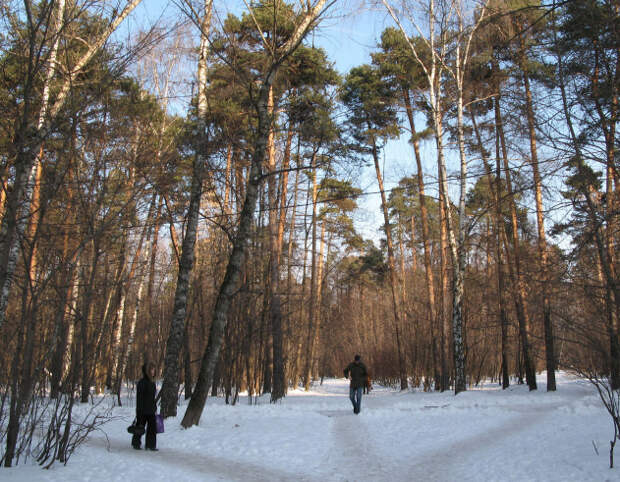 Щукинский лесопарк/Пресс-служба парка «Северное Тушино»