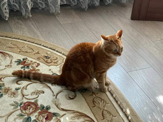 Кошка объявила дивану войну? Забудьте про когтеточки: этот трюк с пленкой творит чудеса