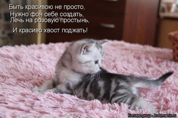 Лучшие котоматрицы недели