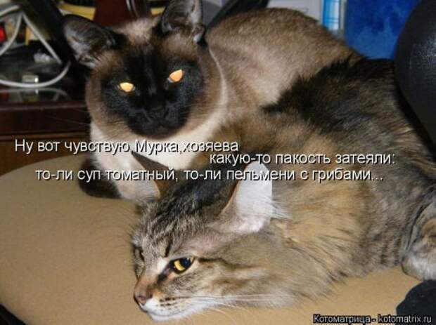Новая котоматрица (36 фото)
