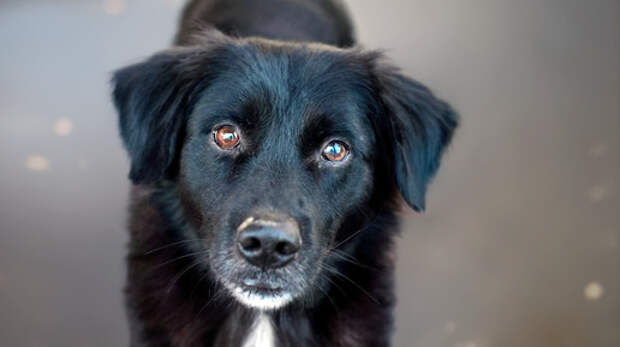 Самый главный воришка