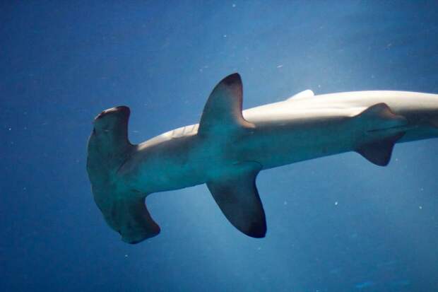 Почему акуле-молот приходится плавать боком?