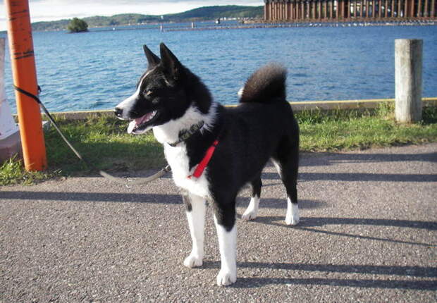 Карельская медвежья собака (Karelian Bear Dog) Карельская медвежья лайка (Karjalankarhukoira)