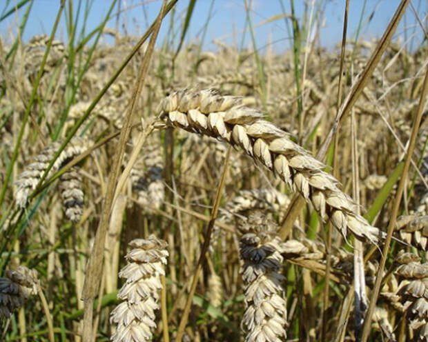 10 продуктов, помогающих вывести никотин из организма