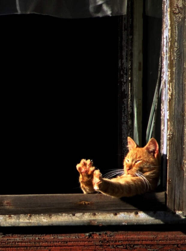 коты релаксация (4)