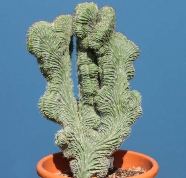 11. Кактус Мертила (Myrtillo Cactus) дом, растения
