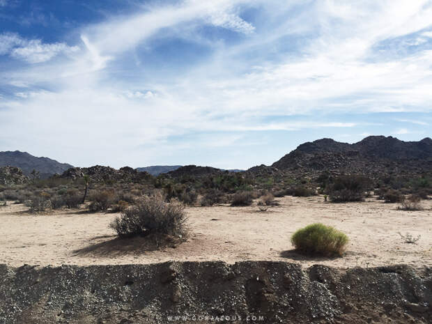 Joshua-Tree-National-Park-3.jpg