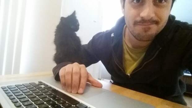 котенок на руке