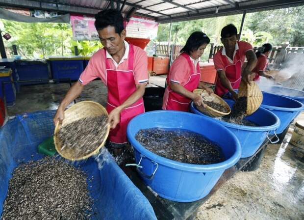 Как в Таиланде разводят съедобных насекомых (3)