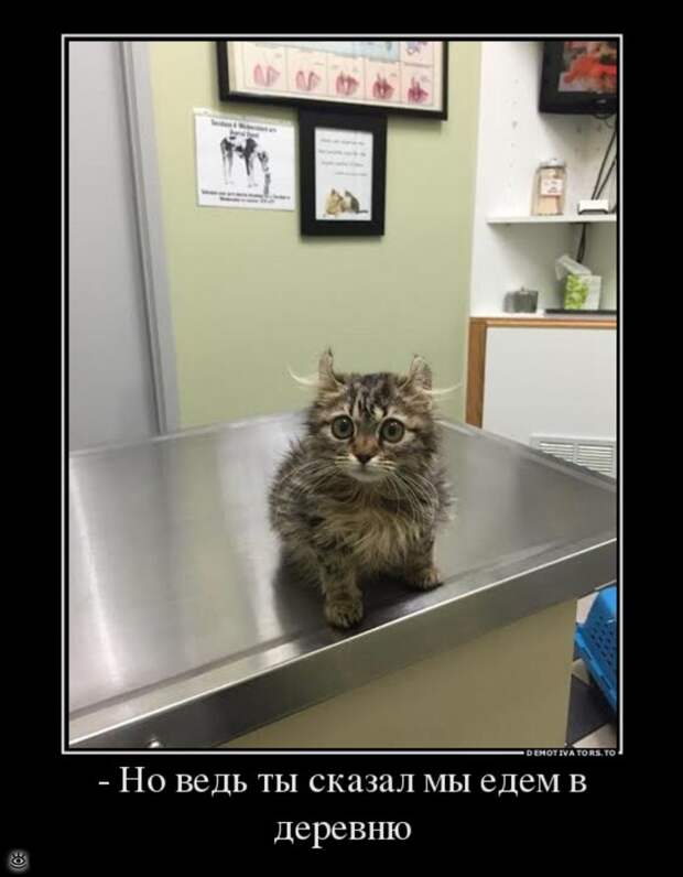 Фантазия, не унимайся! 20