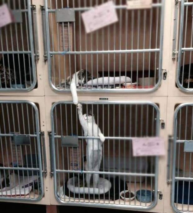 Такое трогательное зверье: 6 поводов умилиться Такое трогательное зверье: 6 поводов умилиться