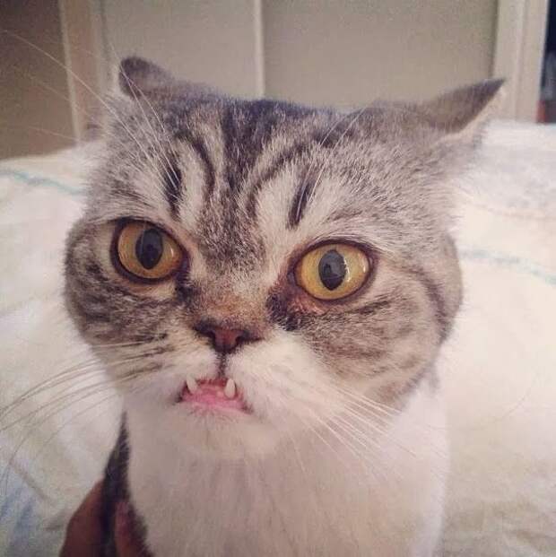 Пушистые засранцы