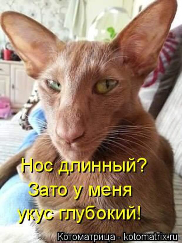 Котоматрица: Нос длинный? Зато у меня укус глубокий!