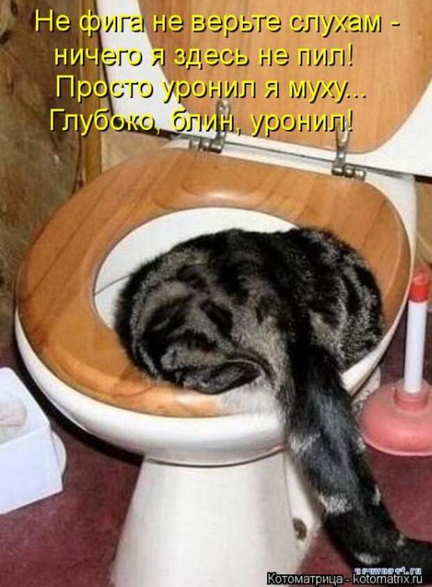 Котоматрица №36