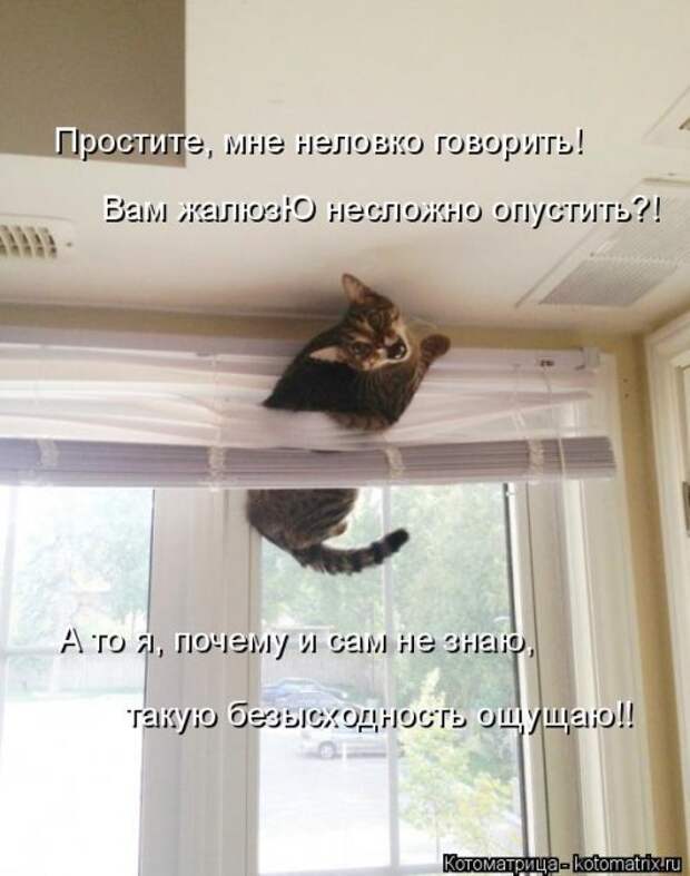Котоматрица недели (31 фото)