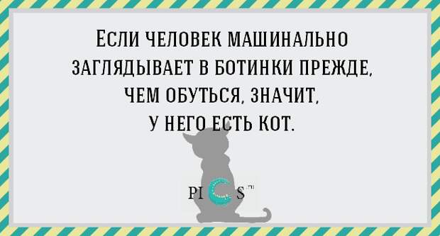 catowner16