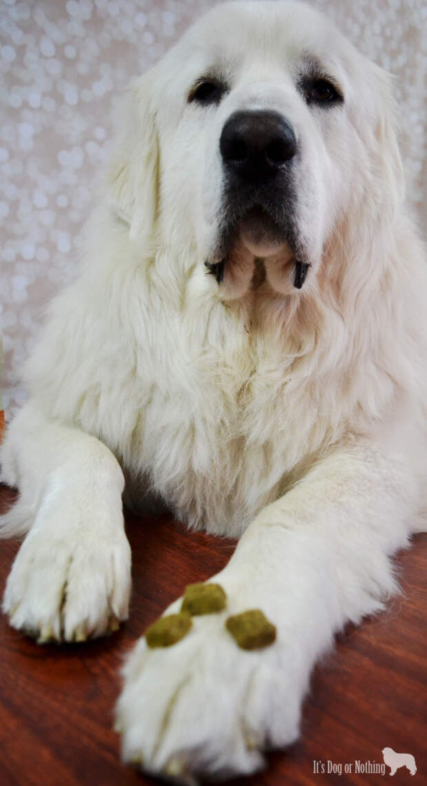 Great Pyrenees & Wellness TruFood CocoChia Bites