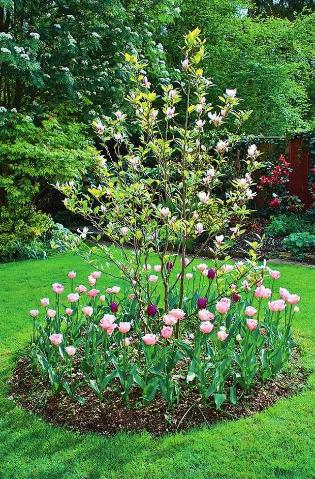 Тюльпаны с розовыми и пурпурными цветками водят хоровод вокруг магнолии. Поскольку у этого декоративного деревца очень нежные корни, сажать луковичные следует на почтительном расстоянии от ствола.