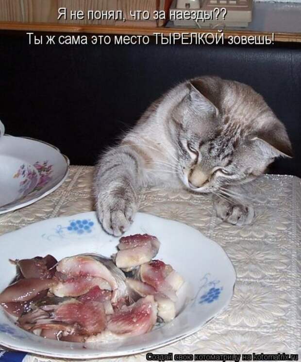 Лучшие котоматрицы недели (50 фото)