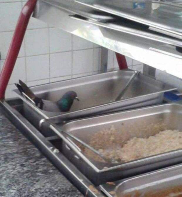 Прикольные картинки. Вечерний выпуск (54 фото)