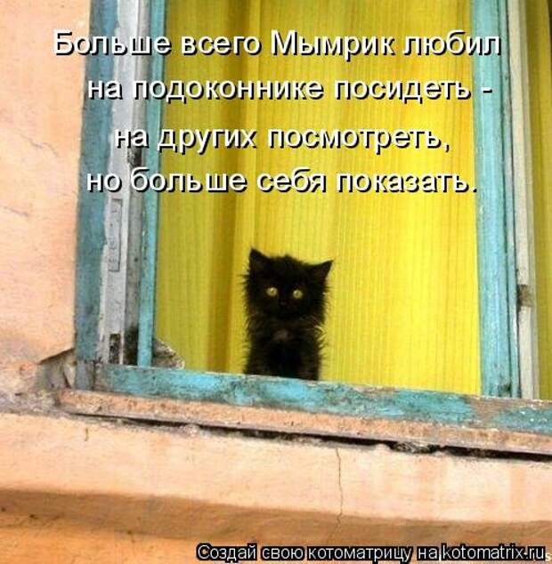 Свежая котоматрица на Бугаге (34 фото)