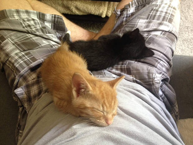adopted-cats-sleeping-together-hammock-barnaby-stoche-6