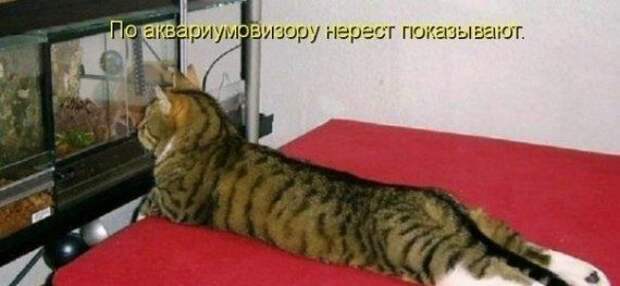 Приколы и позитив