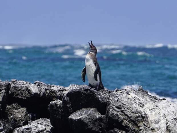 Галапагосский пингвин: Самый северный пингвин живёт в условиях невыносимой жары. Как птица, привыкшая к холоду, приспособилась к пеклу?