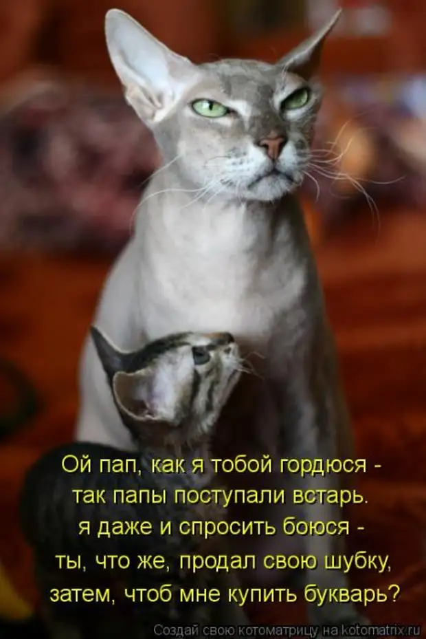 Веселые картинки с подписями