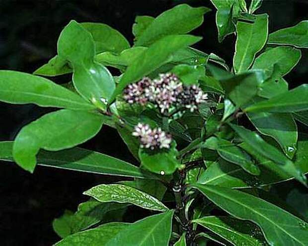 ixora_parviflora_02 (448x358, 25Kb)
