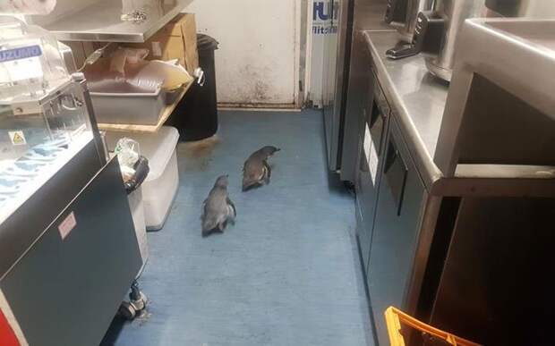 В Новой Зеландии пара пингвинов забрела в суши-бар и не хотела уходить