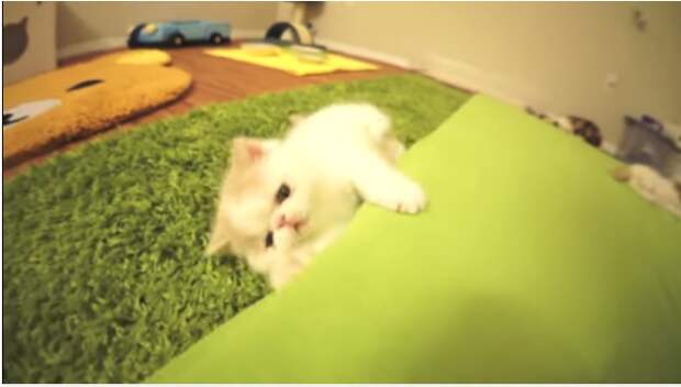 Забавная реакция котёнка Бун Бун на камеру