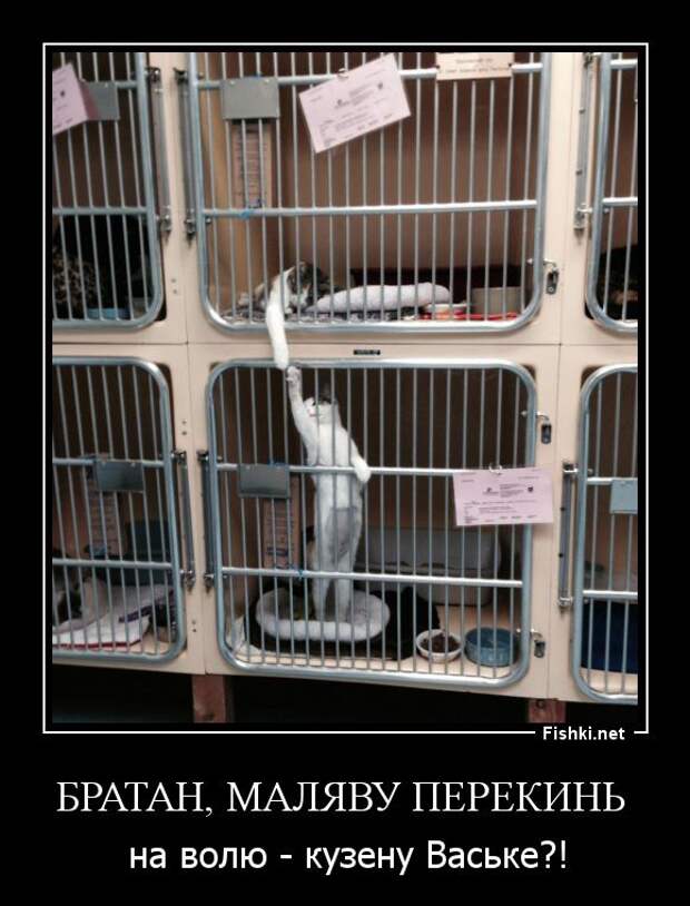 Демотиваторы демотиваторы, прикол, смех, юмор