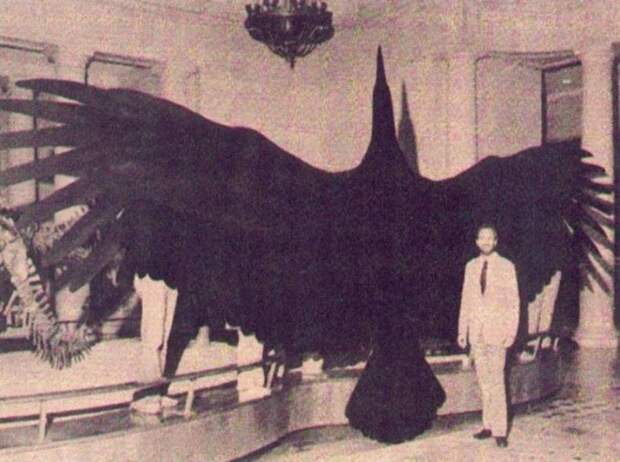 Аргентавис (Argentavis magnificens) — самая крупная летающая птица из известных науке. Населял Аргентину 6 млн. лет назад.jpg