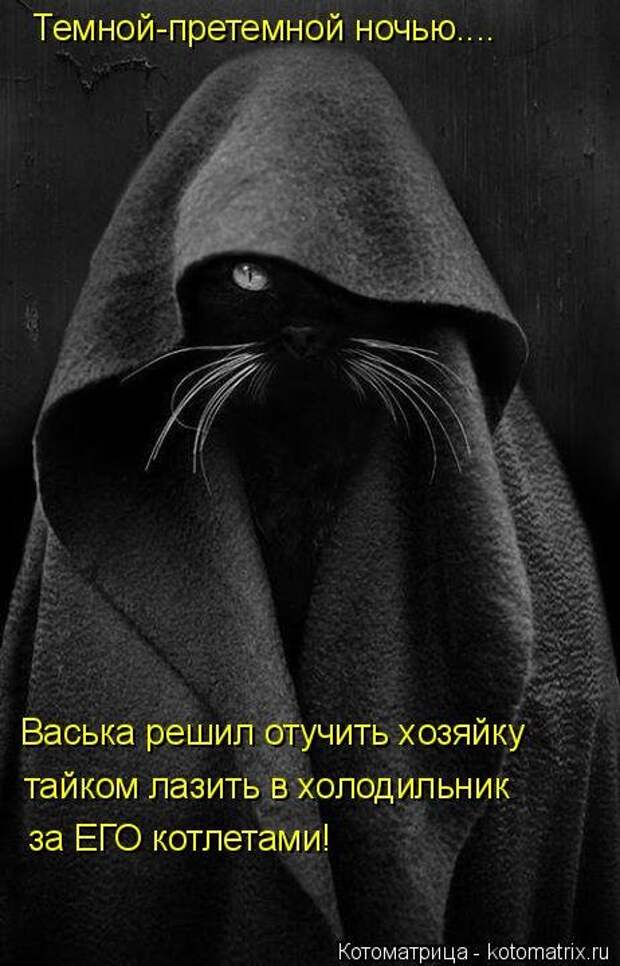 Котоматрица на Бугаге (37 фото)
