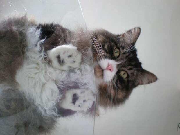 кошка сидит на стеклянном столике 