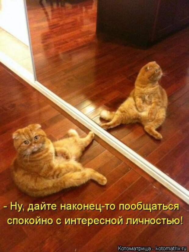 Новая котоматрица (38 фото)