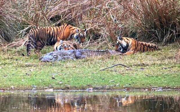 Тигры в Индии поймали и съели крокодила