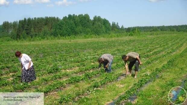 Везут спасать урожай: Польша отправит на Украину спецрейсы за заробитчанами