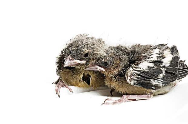Проект 'Baby birds' Гэвина Парсонс