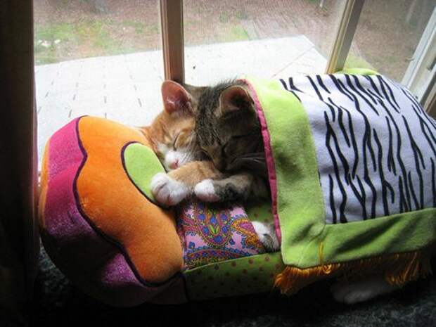 Спящие котята