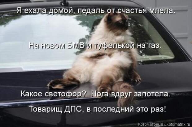 Котоматрицы, любовь через кота.