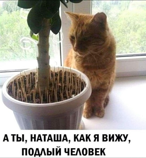 Смешные до слез свежие мемы (среда)
