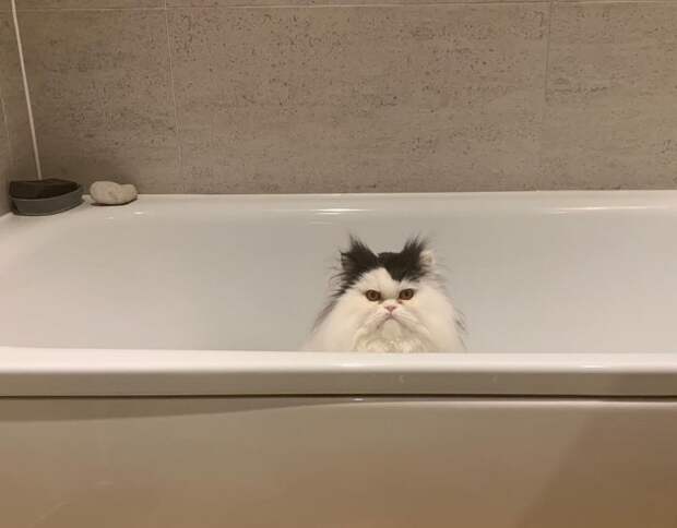 20 невероятно смешных котов-экзотов, которые покорят ваше сердце 20 невероятно смешных котов-экзотов, которые покорят ваше сердце кот, кошка, перс, персидская кошка, экзот