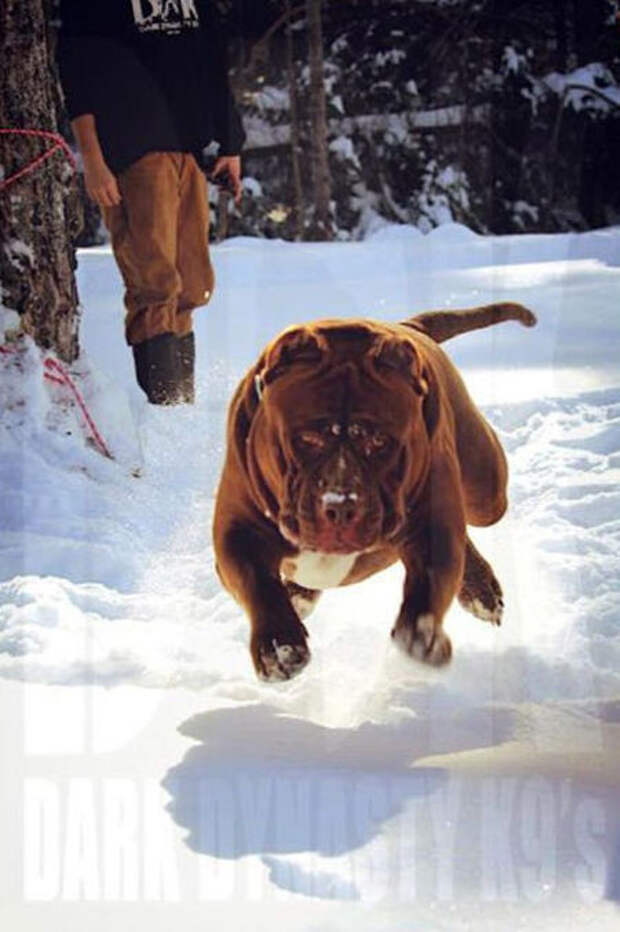 Самый крупный питбуль в мире Самый крупный питбуль в мире питбуль, халк