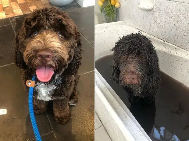 грязная собака в ванной