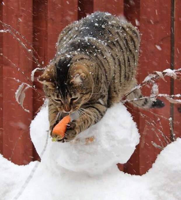 Коты-воришки, застуканные на месте преступления  позитив, воришка, кот