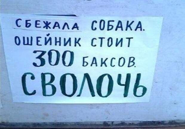 Забавные объявления о пропаже домашних животных (25 фото) 