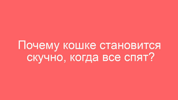 Почему кошке становится скучно, когда все спят?
